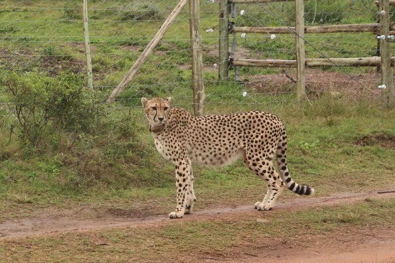 Cheetah Rewilding