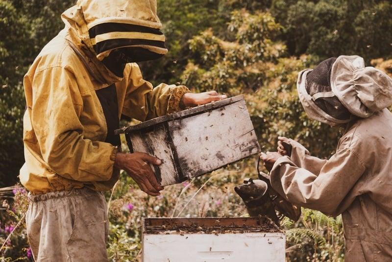 Preserving Bolivia's forests and their bees